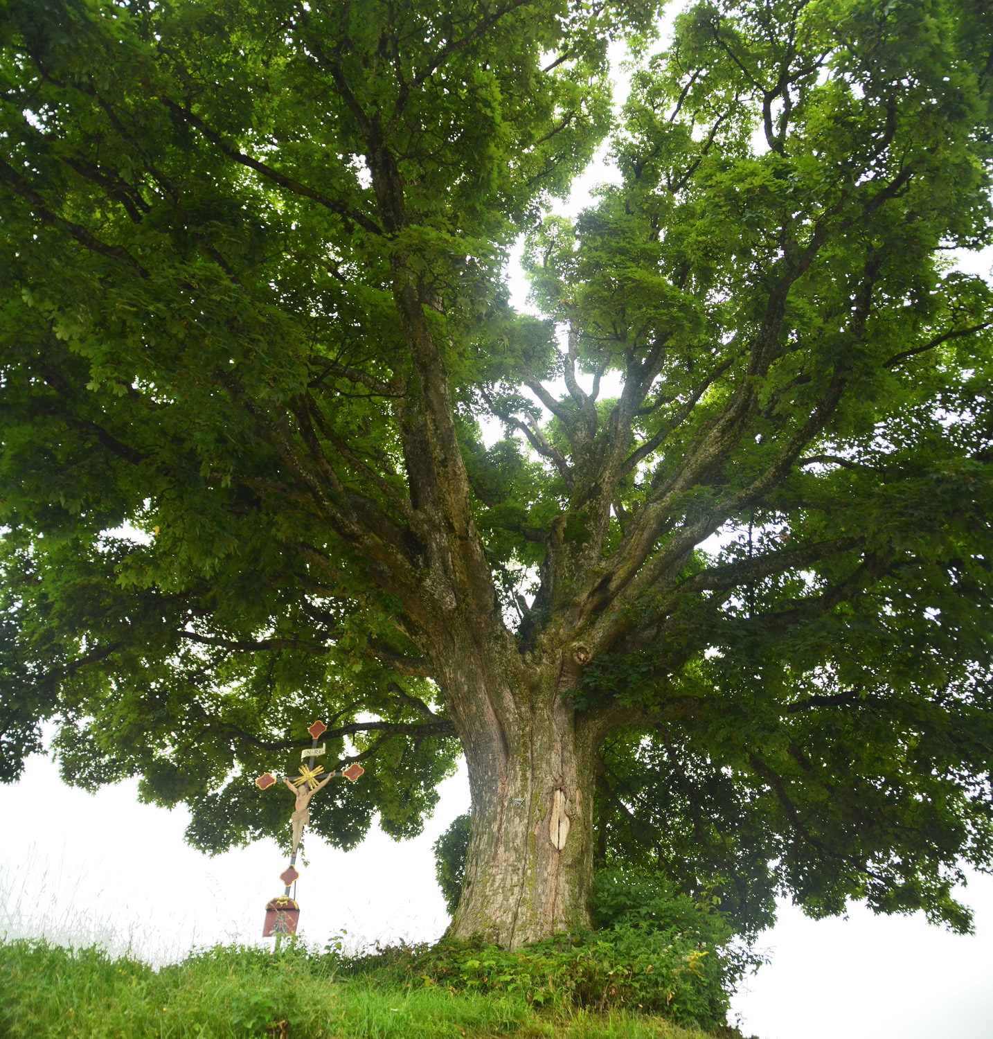Acer pseudoplatanus - Bergatreute - 2021