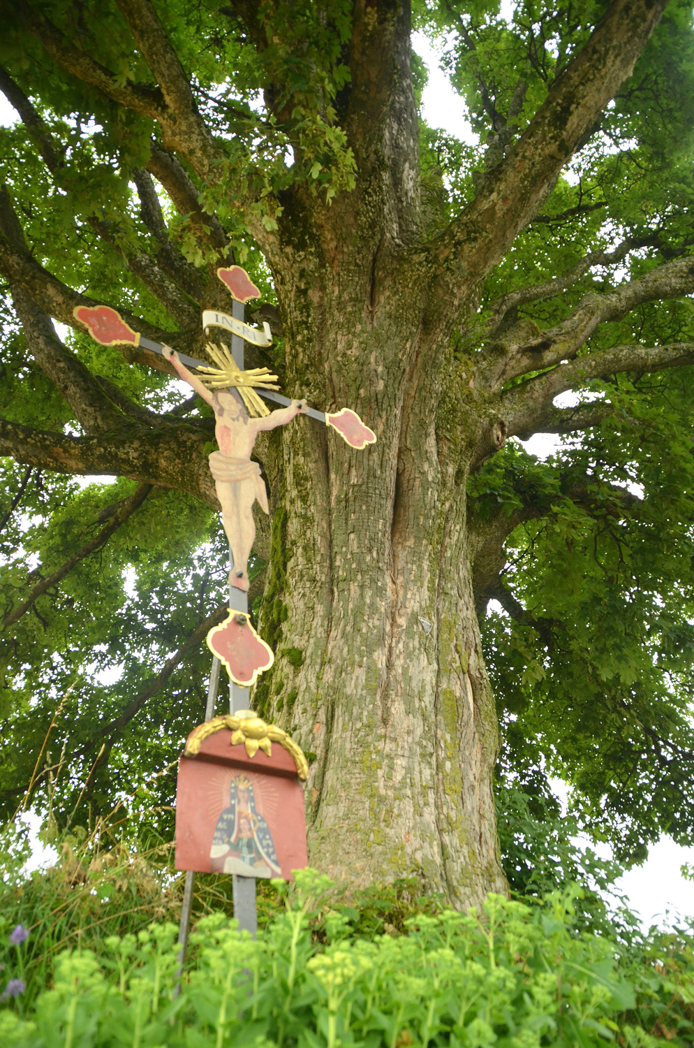 Acer pseudoplatanus - Bergatreute - 2021