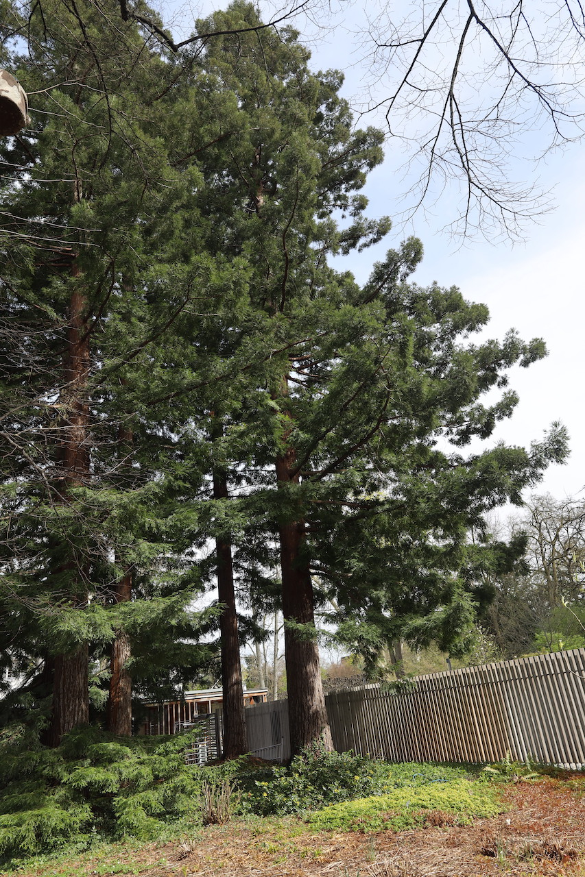 Sequoia sempervirens - Palmengarten Frankfurt am Main - 2022