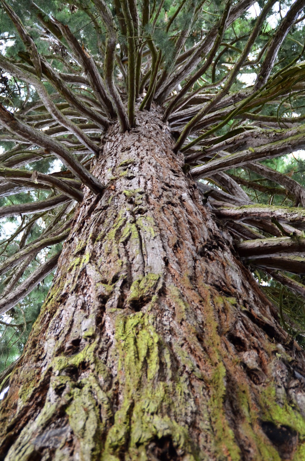 Sequoiadendron giganteum - Hirsau - 2020