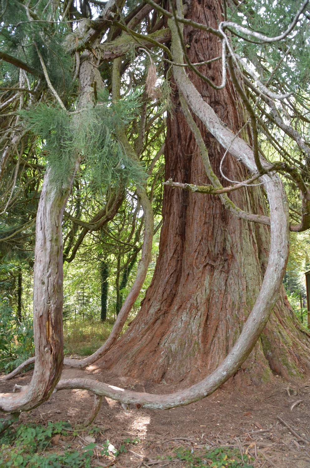 Sequoiadendron giganteum - Hirsau - 2020