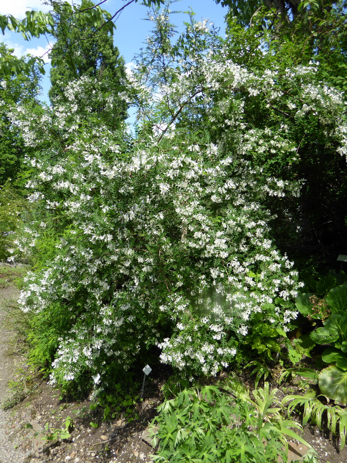 Sophora davidii - Dresden Botanischer Garten - Juni 2015