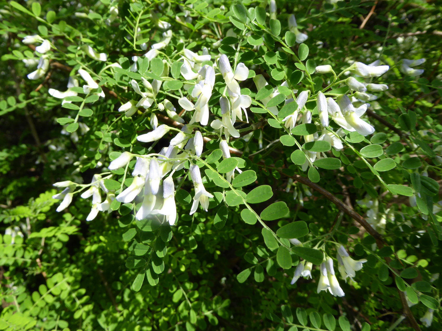 Sophora davidii - Dresden Botanischer Garten - Juni 2015