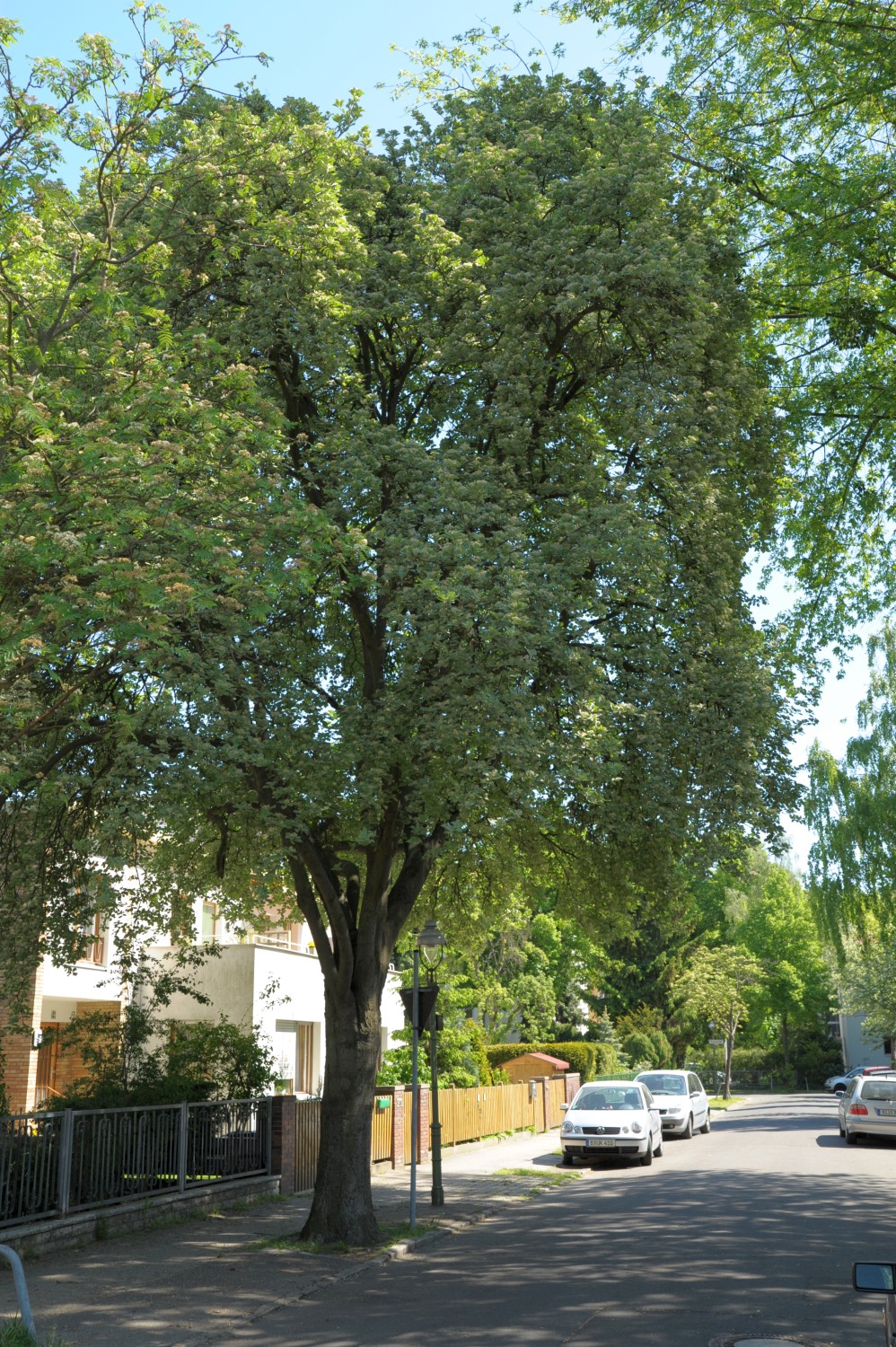 Sorbus aria - Berlin-Hakenfelde - Mai 2011