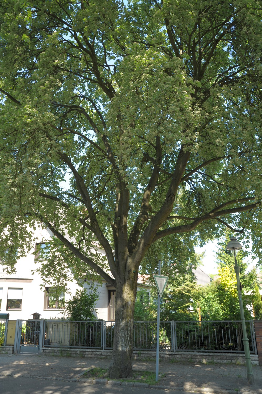 Sorbus aria - Berlin-Hakenfelde - Mai 2011