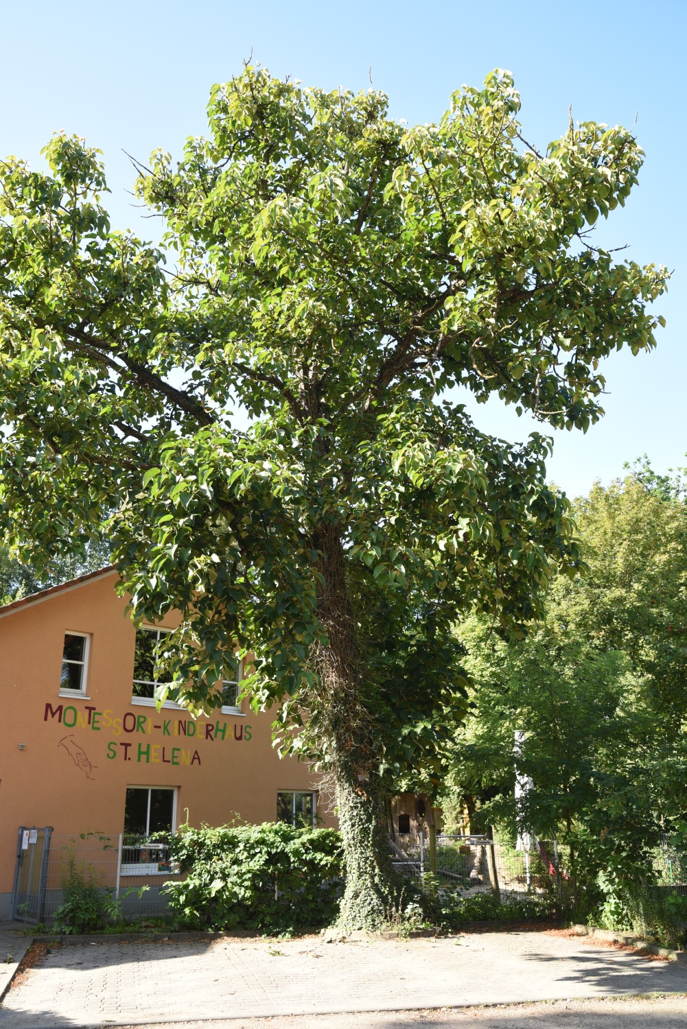 Populus lasiocarpa - Ludwigslust - 2019