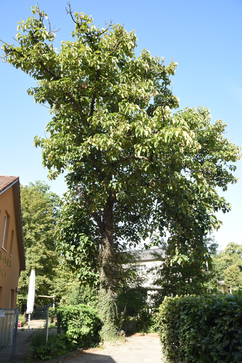 Populus lasiocarpa - Ludwigslust - 2019