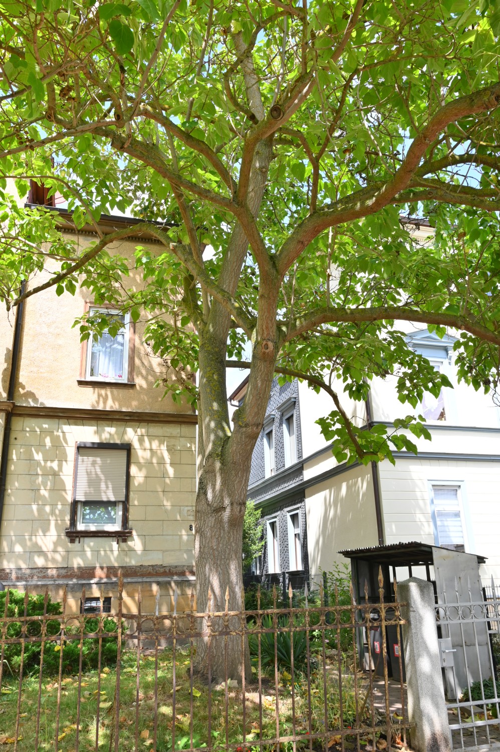 Paulownia tomentosa - Gotha - 2022