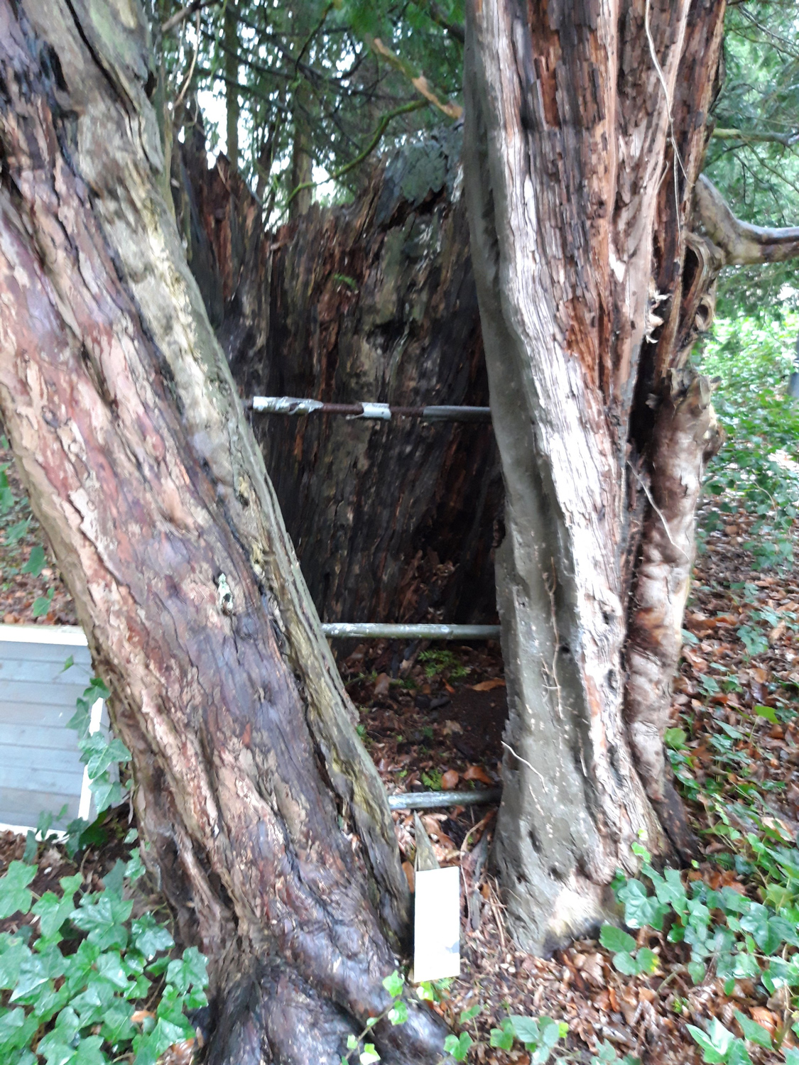 Taxus baccata - Krefeld, Haus Rath - Jan. 2025