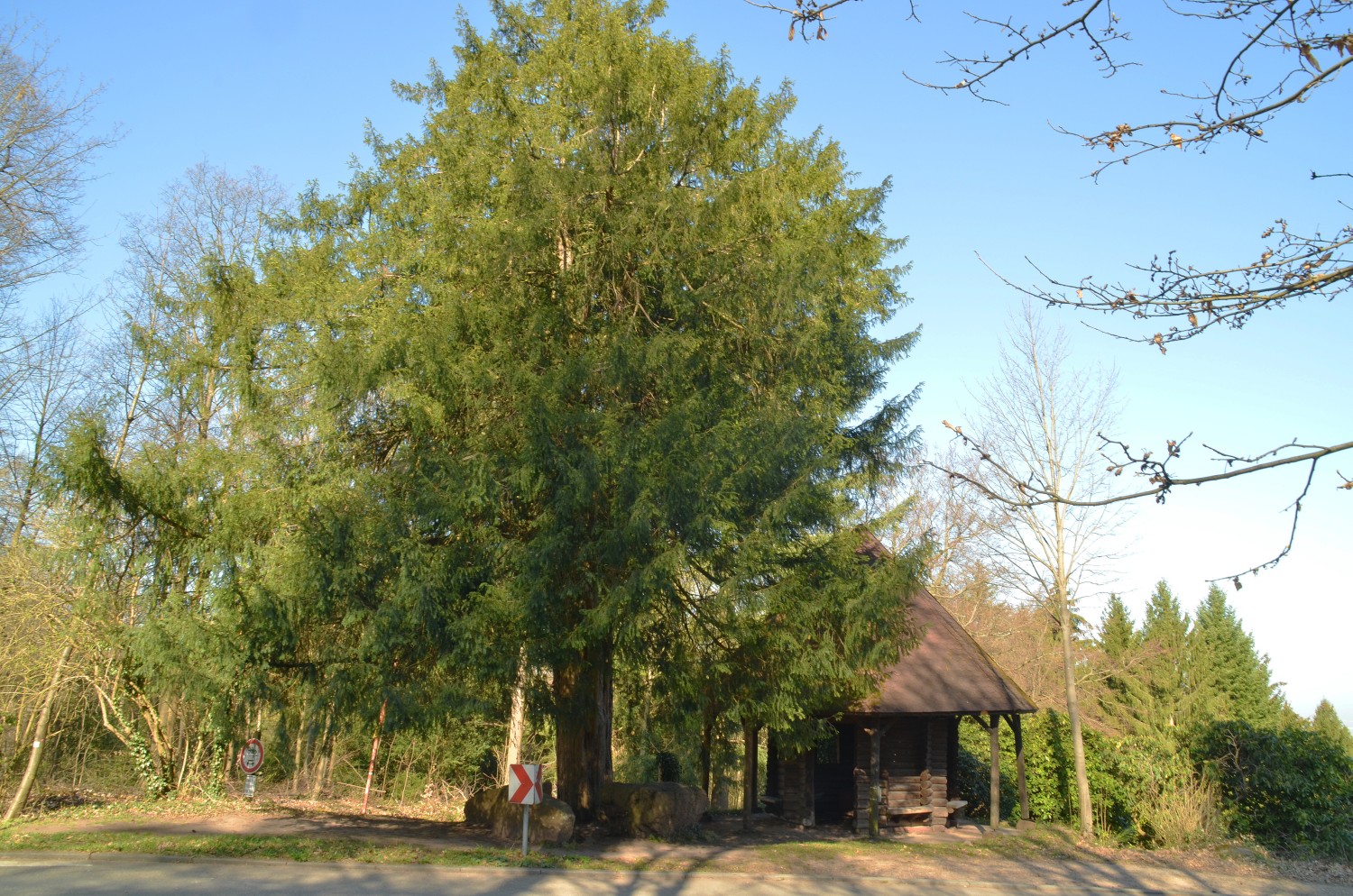 Taxus baccata - Heidelberg - 2021