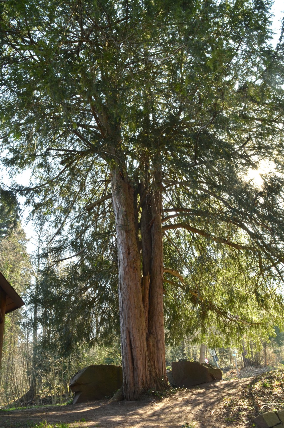 Taxus baccata - Heidelberg - 2021