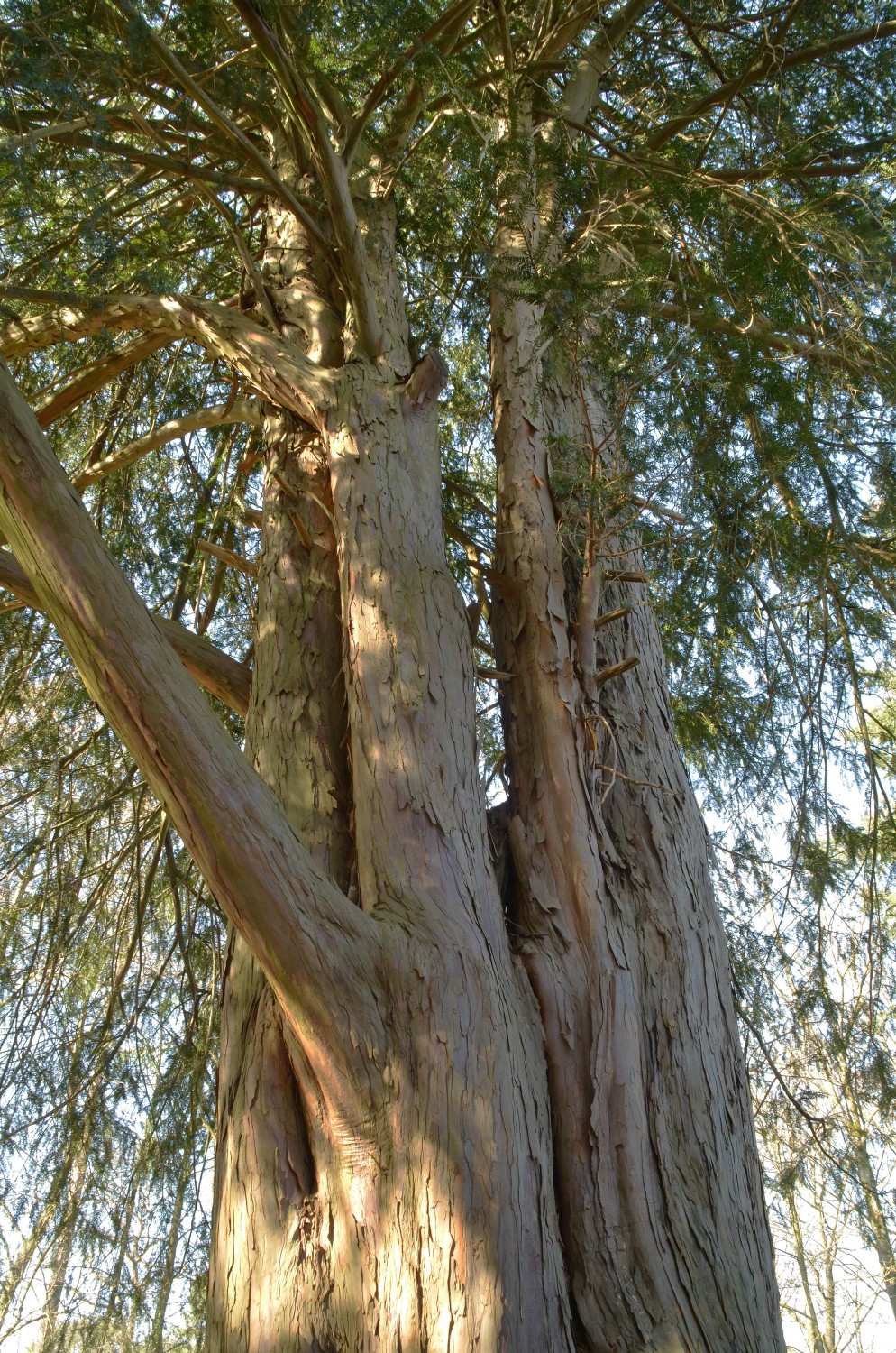 Taxus baccata - Heidelberg - 2021