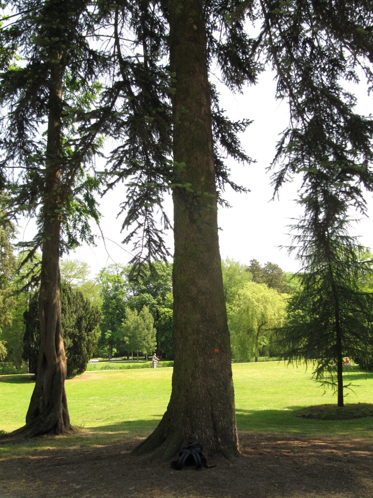 Abies cephalonica - Bürgerpark Bremen-Schwachhausen - Juni 2023