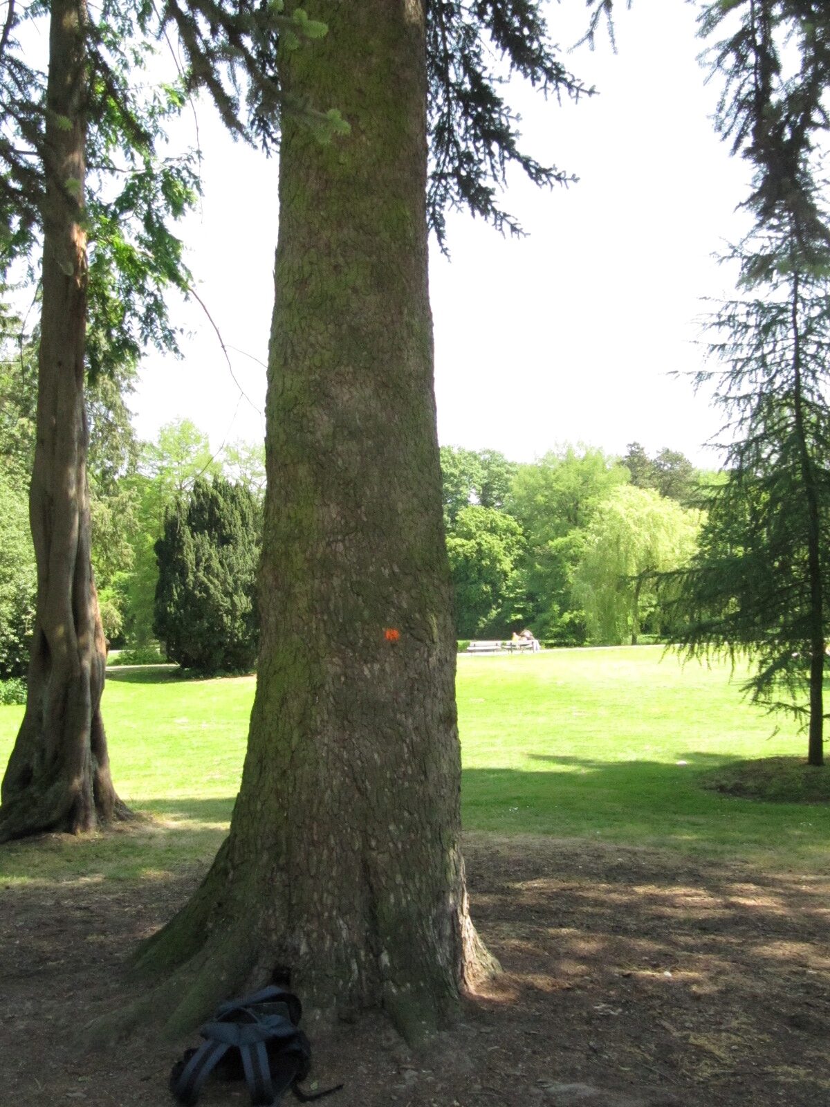 Abies cephalonica - Bürgerpark Bremen-Schwachhausen - Juni 2023