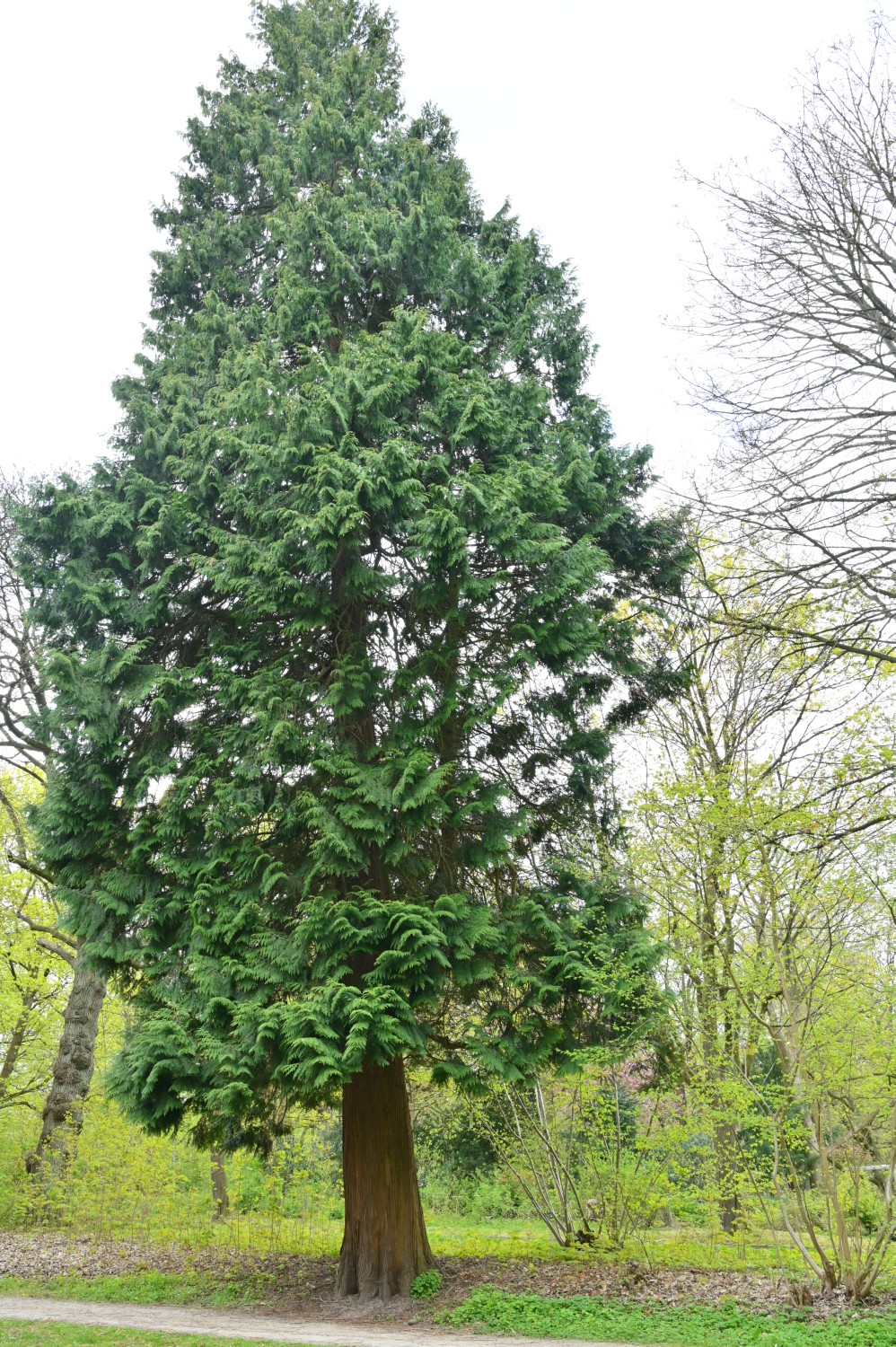 Thuja plicata - Kiel, Diederichsenpark - 2022