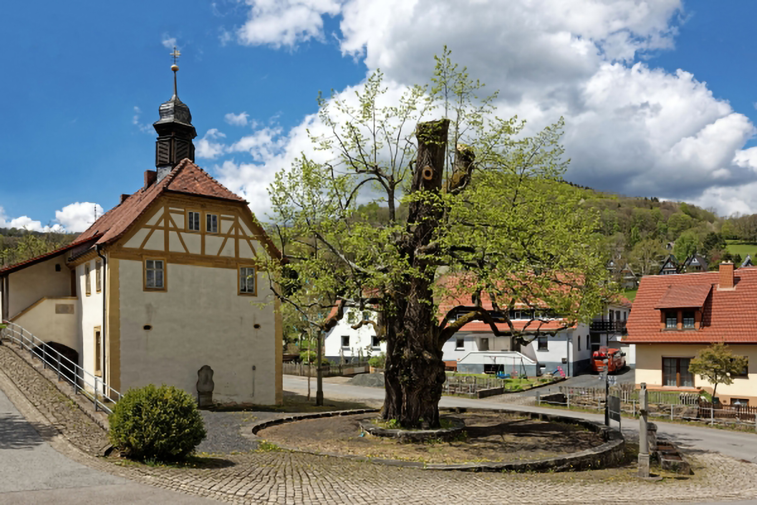 Tilia cordata - Bischofsheim i.d.Rhön-Haselbach - 2021