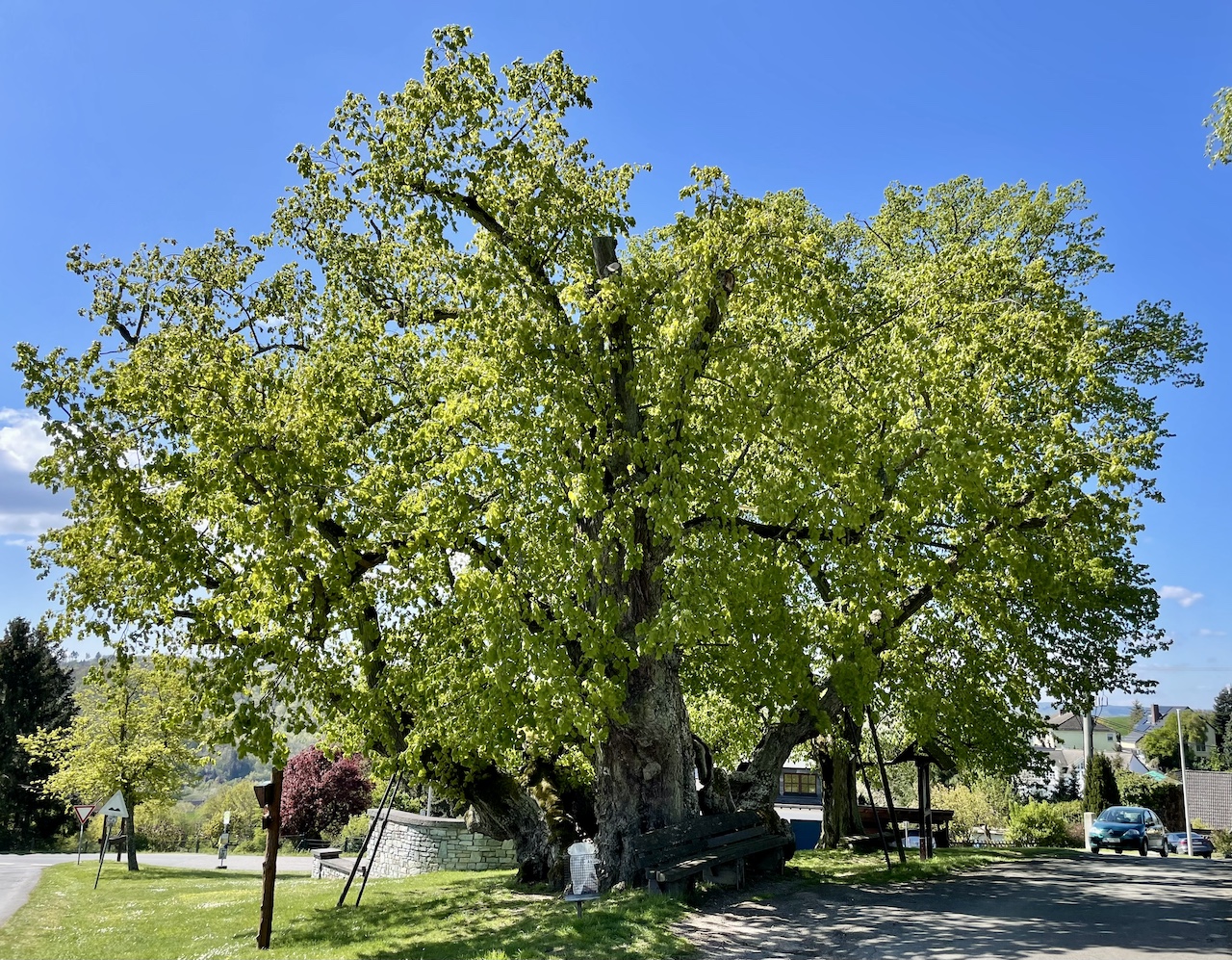 Tilia platyphyllos - Reinborn - April 2024