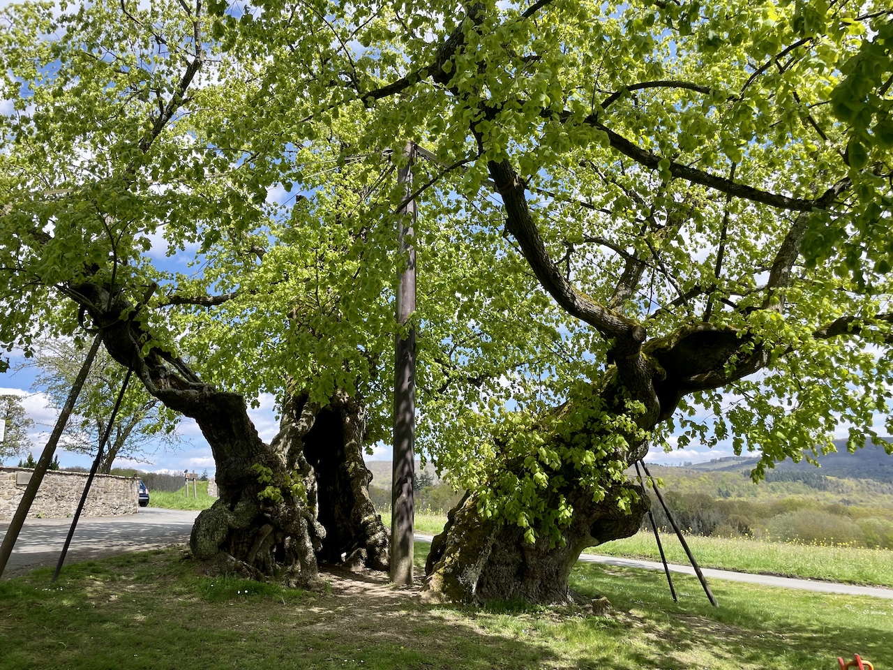 Tilia platyphyllos - Reinborn - April 2024
