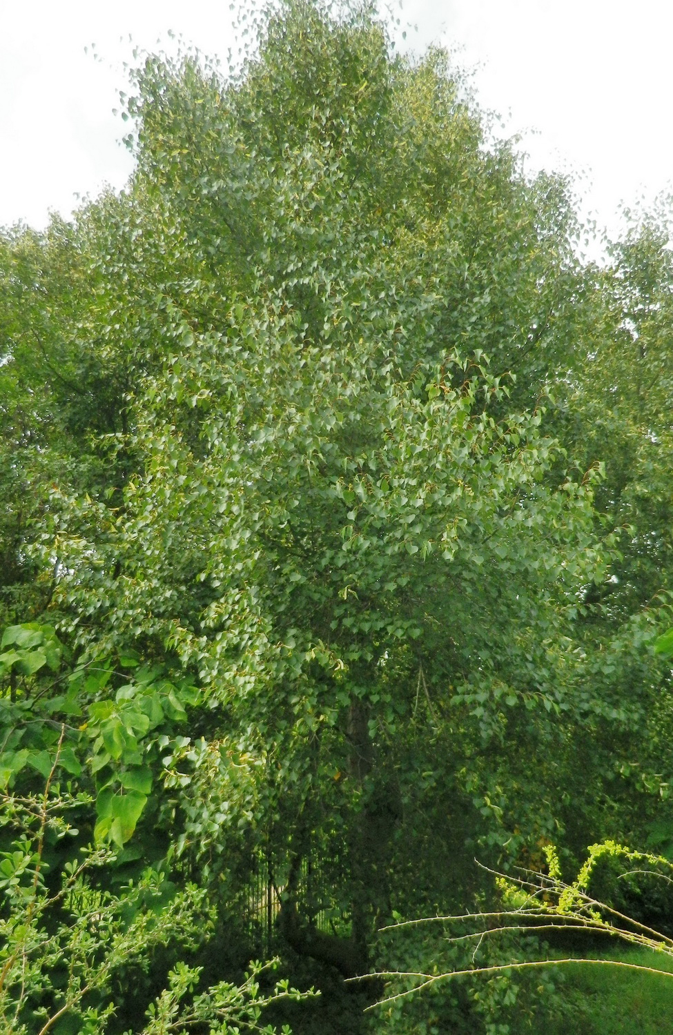 Tilia mongolica - Dresden Botanischer Garten - August 2014