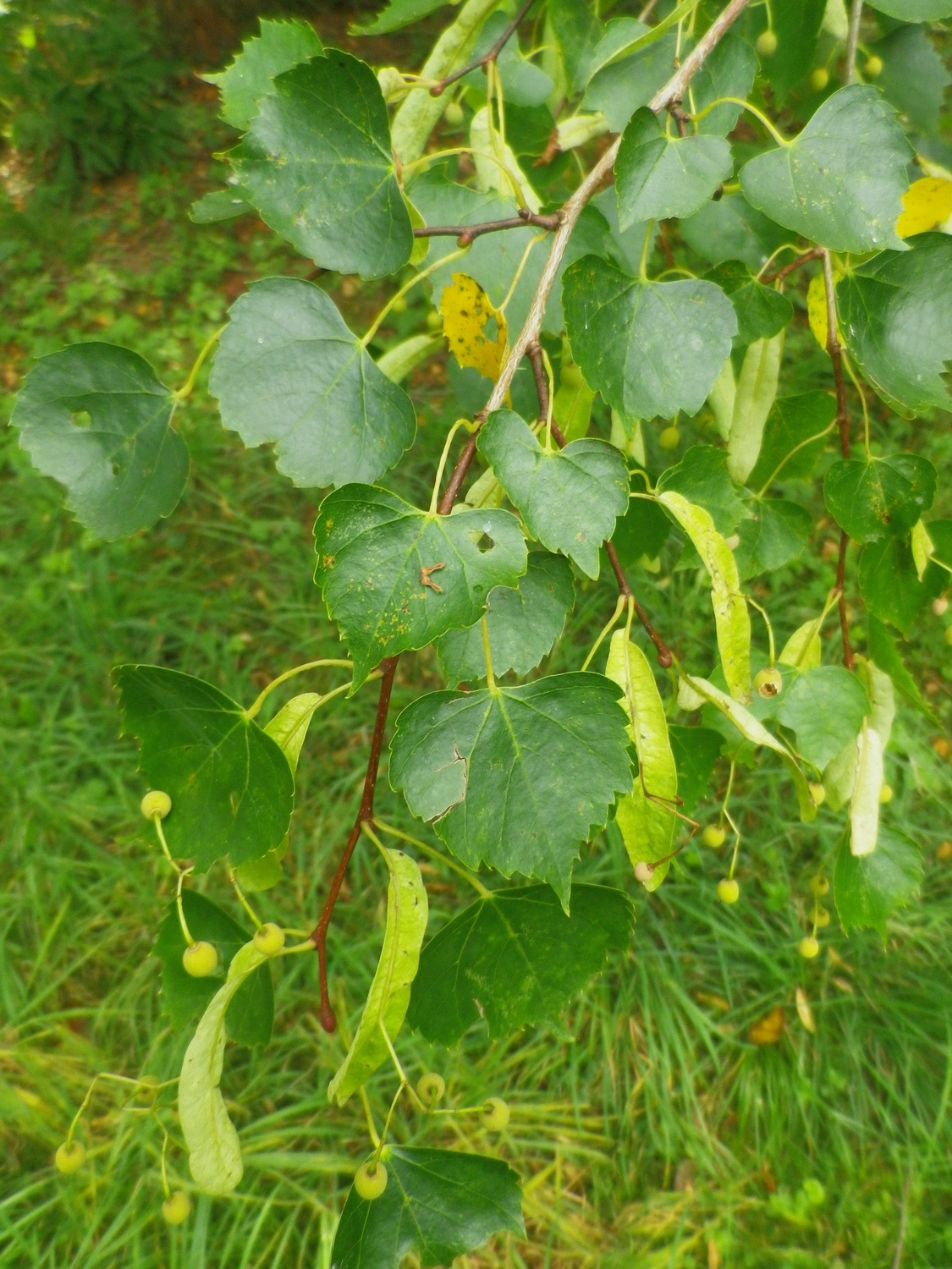 Tilia mongolica - Dresden Botanischer Garten - August 2014