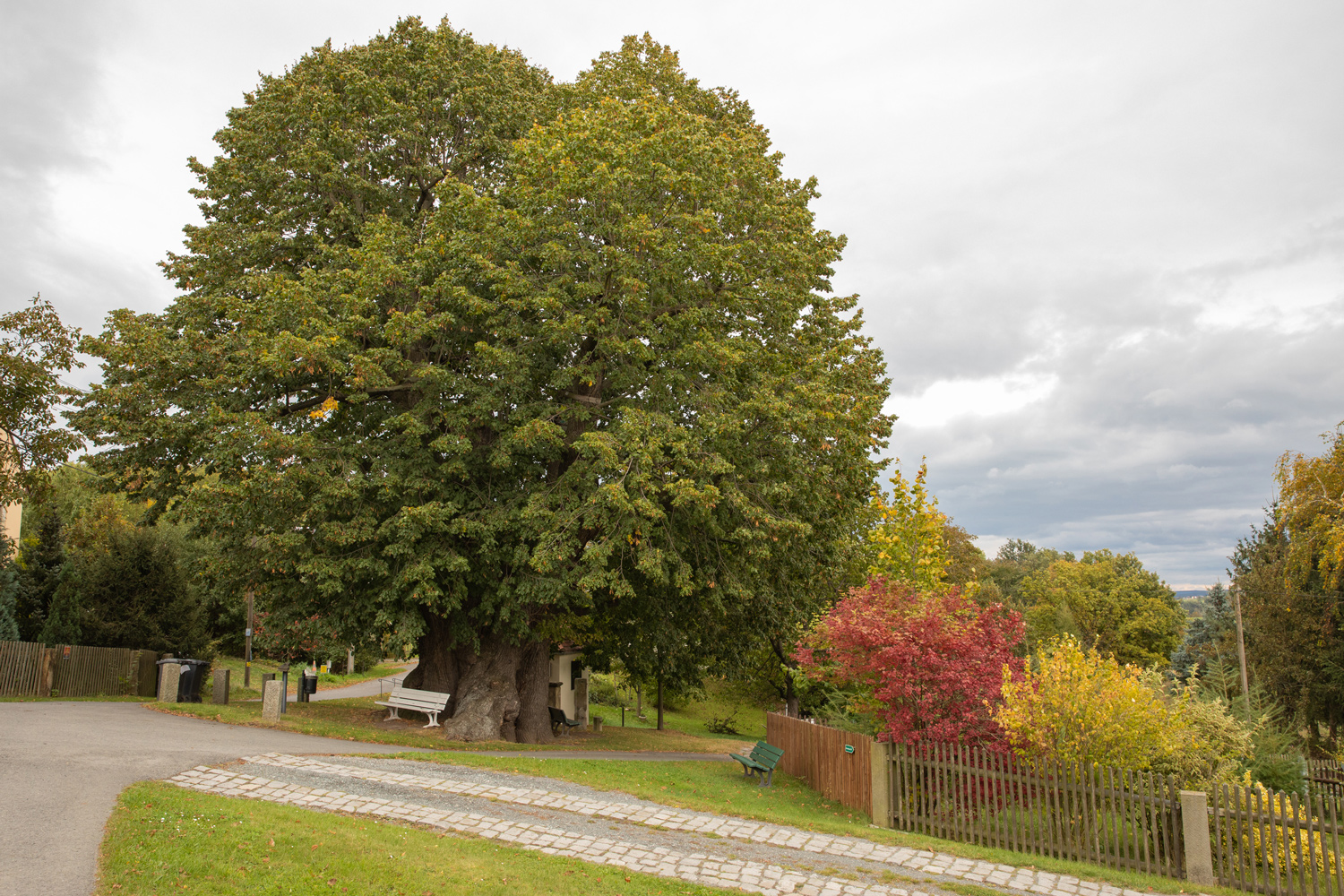 Sommer-Linde - Schmorsdorf - 15.10.2021