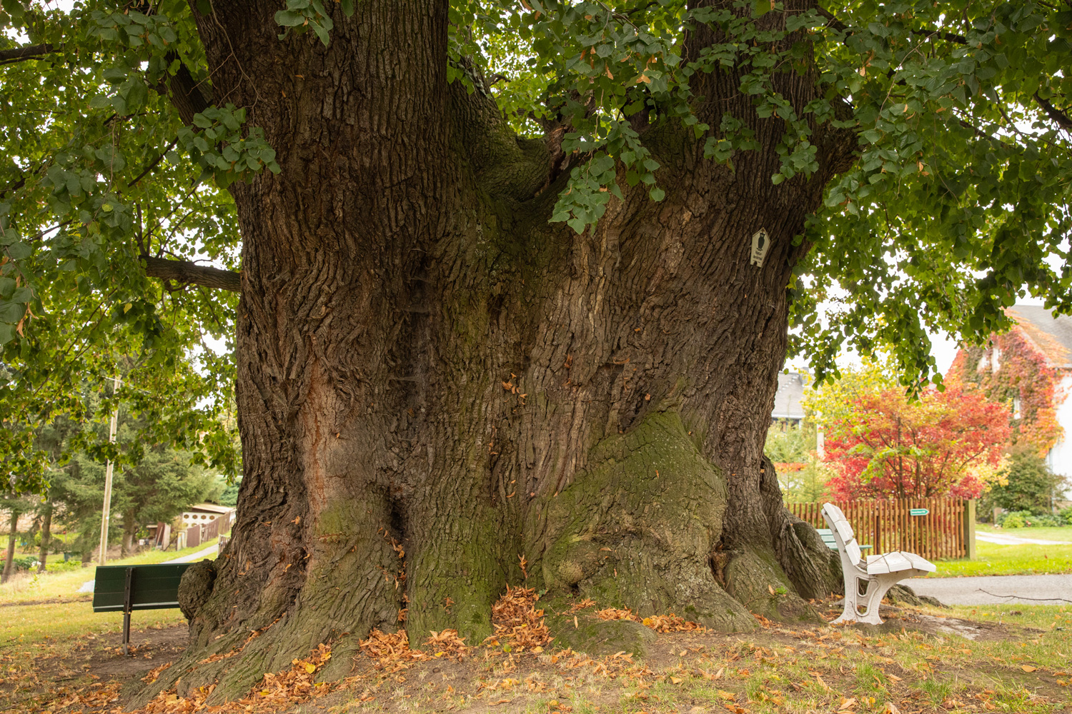 Sommer-Linde - Schmorsdorf - 15.10.2021