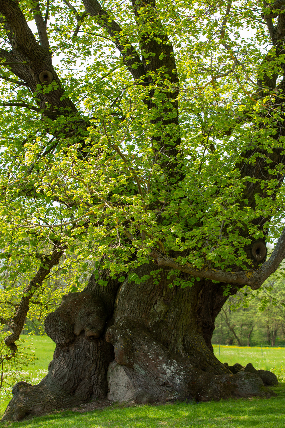 Sommer-Linde - Niederdorla - 07.05.2022