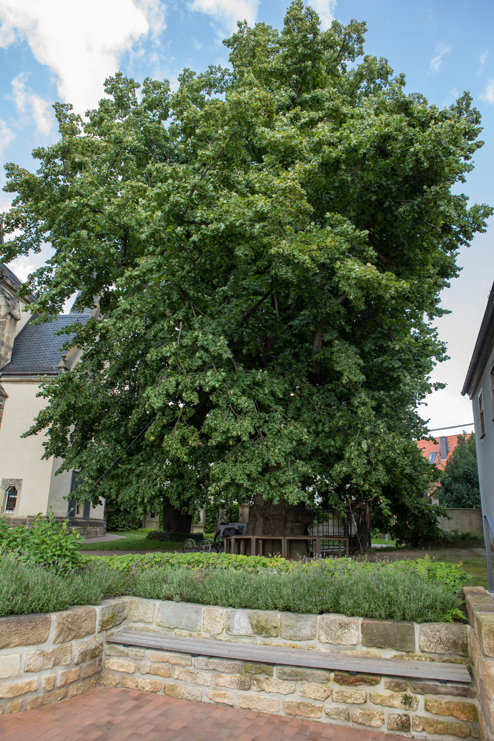 Sommer-Linde - Kaditz - 16.07.2021