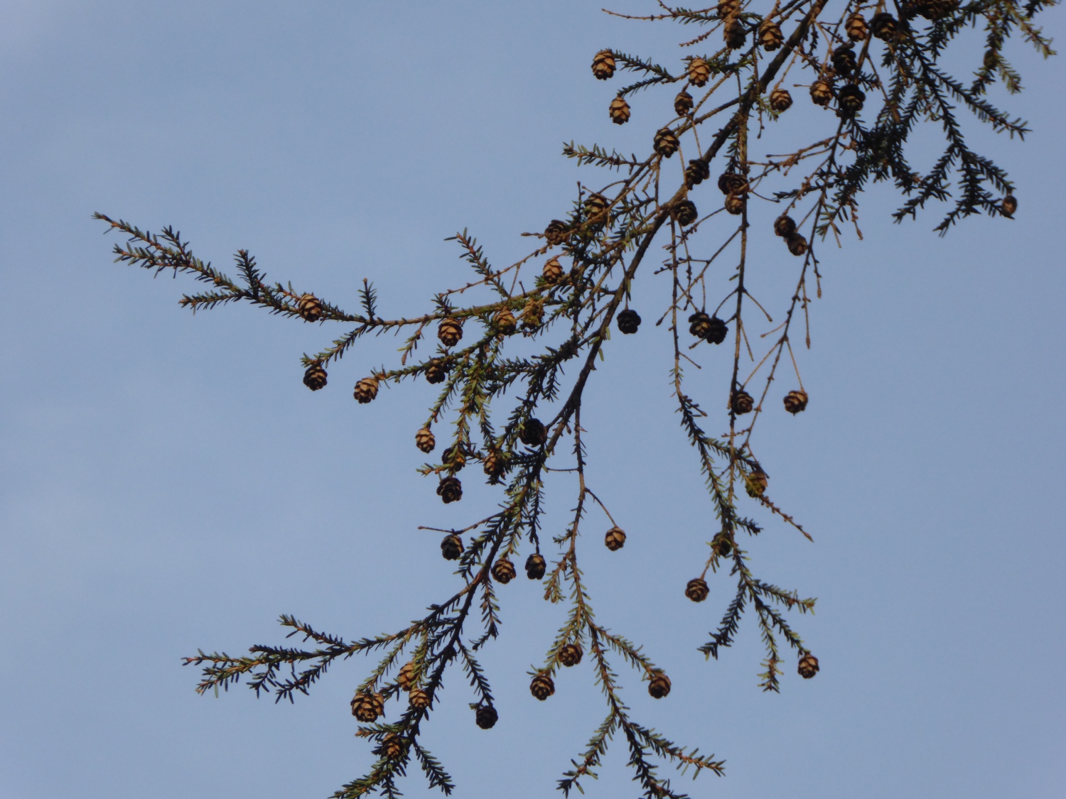 Tsuga canadensis 'Microphylla' - Dresden-Pillnitz - Dezember 2019