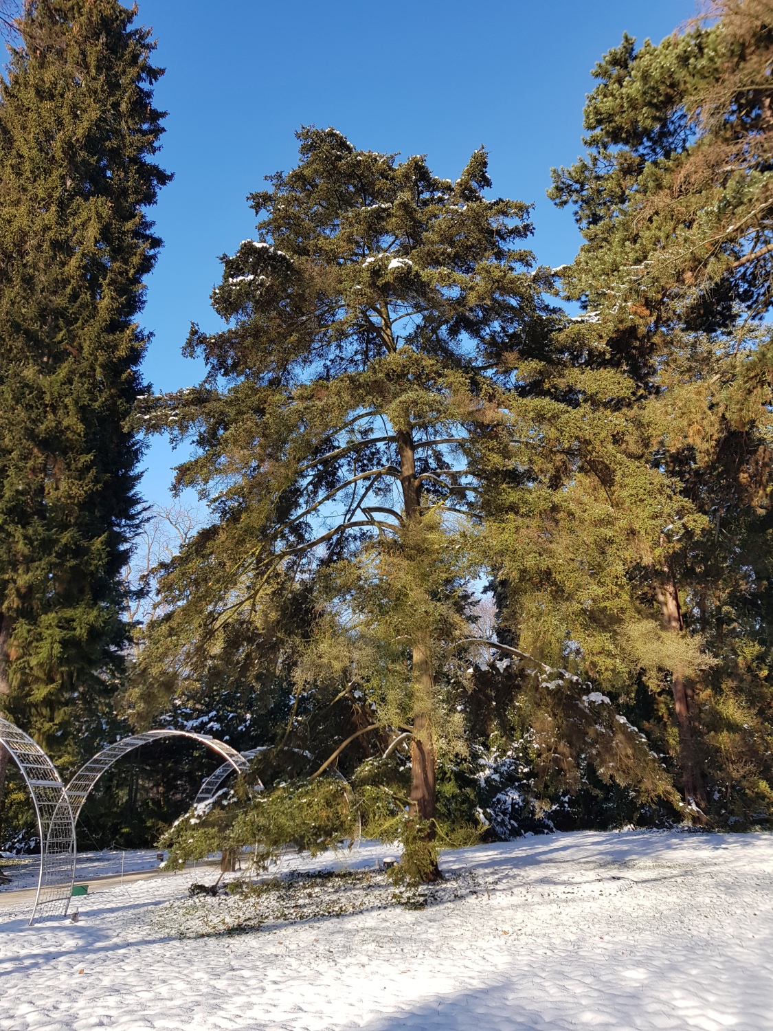Tsuga diversifolia - Dresden-Pillnitz - Dezember 2012