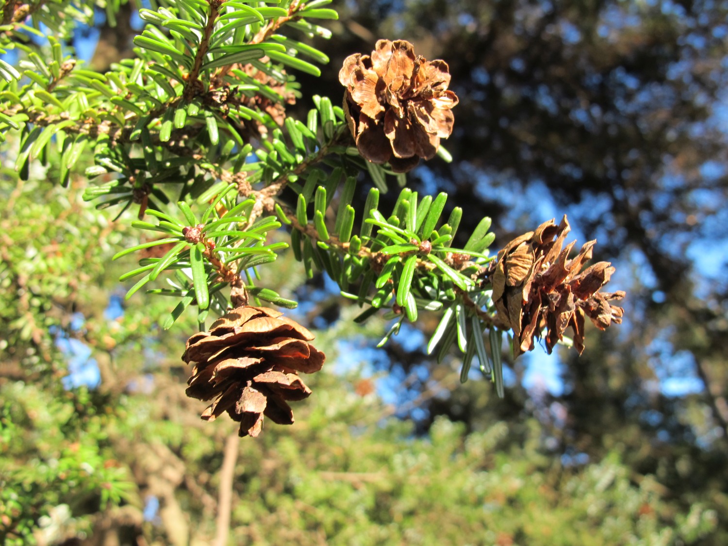 Tsuga diversifolia - Dresden-Pillnitz - Dezember 2012