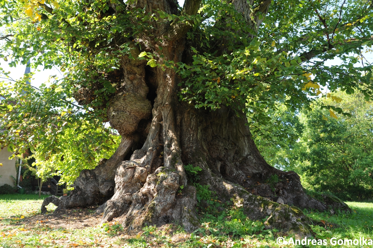 Ulmus laevis - Gülitz - 2014