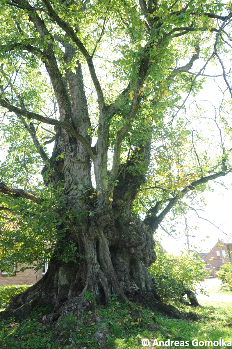 Ulmus laevis - Gülitz - 2014
