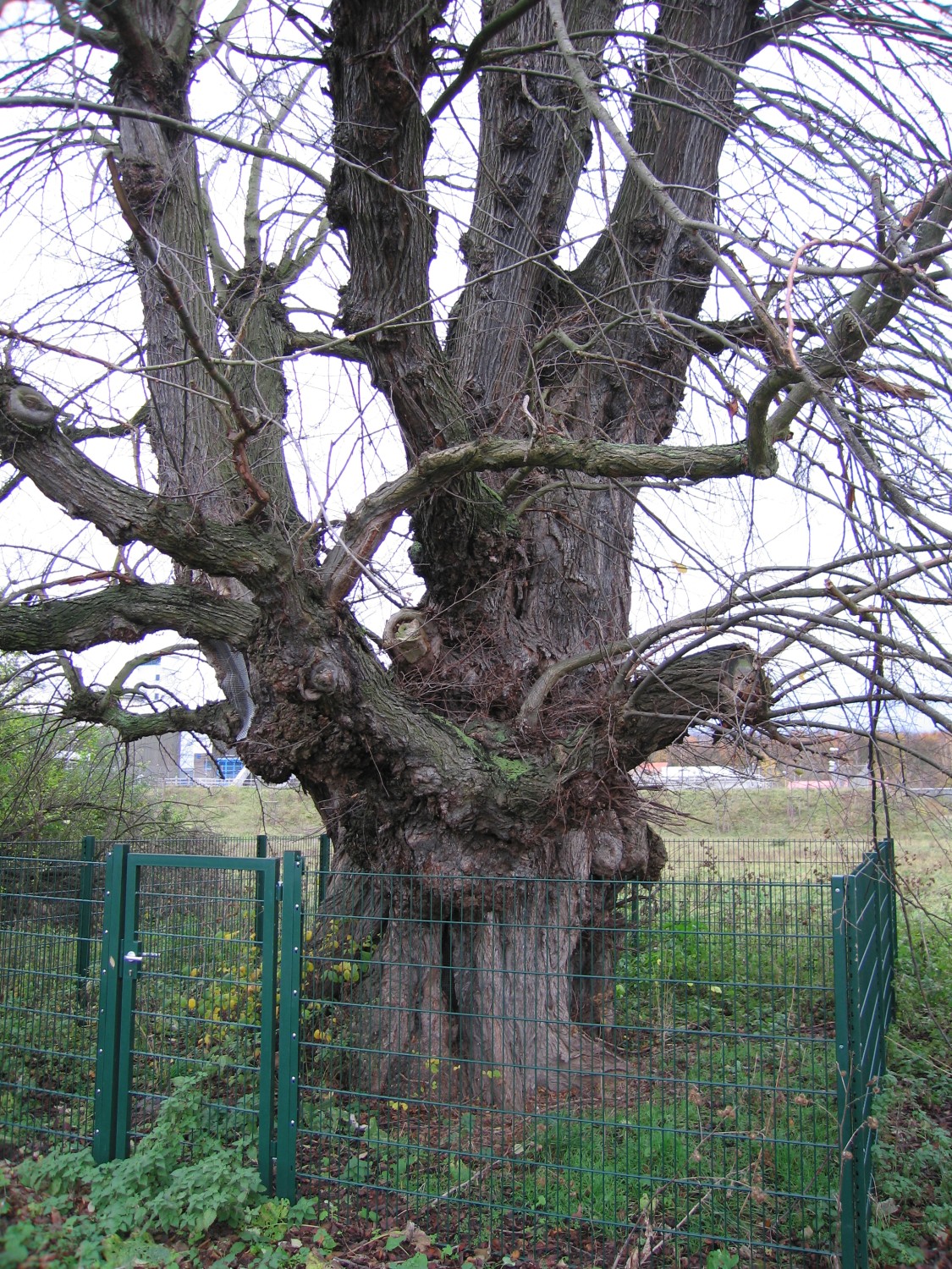 Ulmus laevis - Maintal-Dörnigheim - 2006