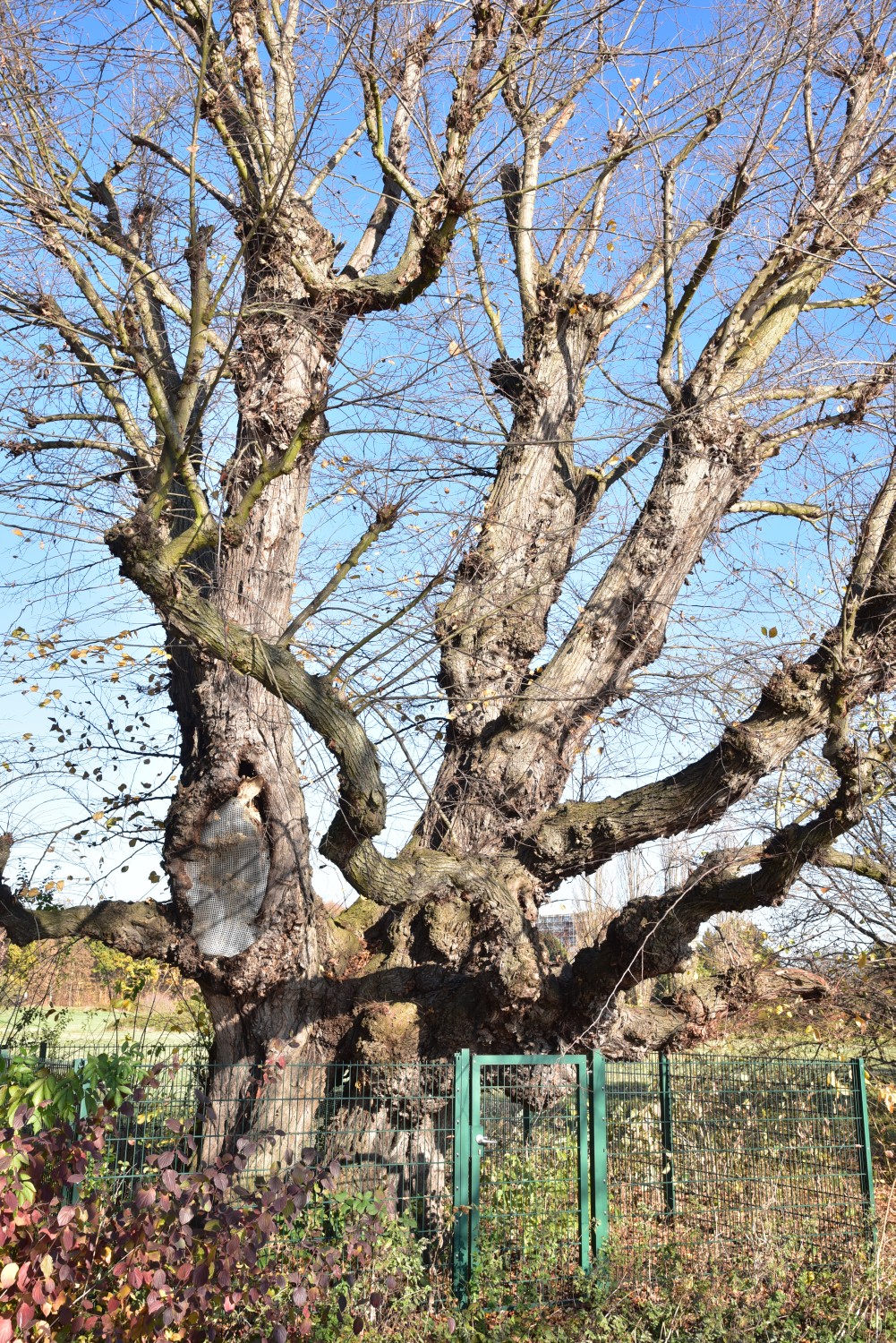 Ulmus laevis - Maintal-Dörnigheim - 2018