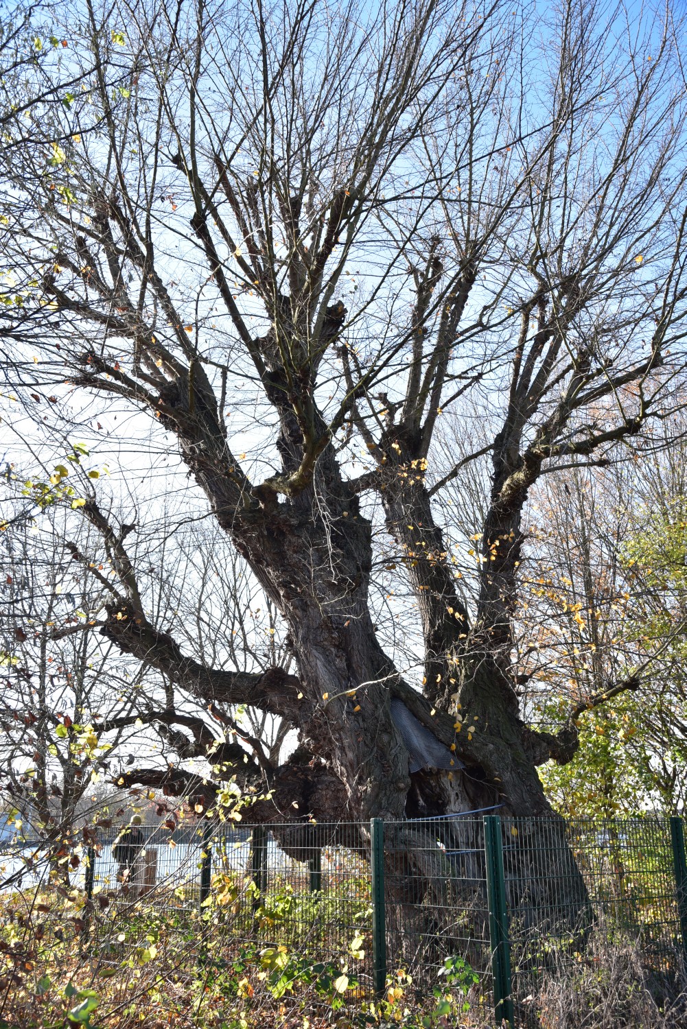 Ulmus laevis - Maintal-Dörnigheim - 2018