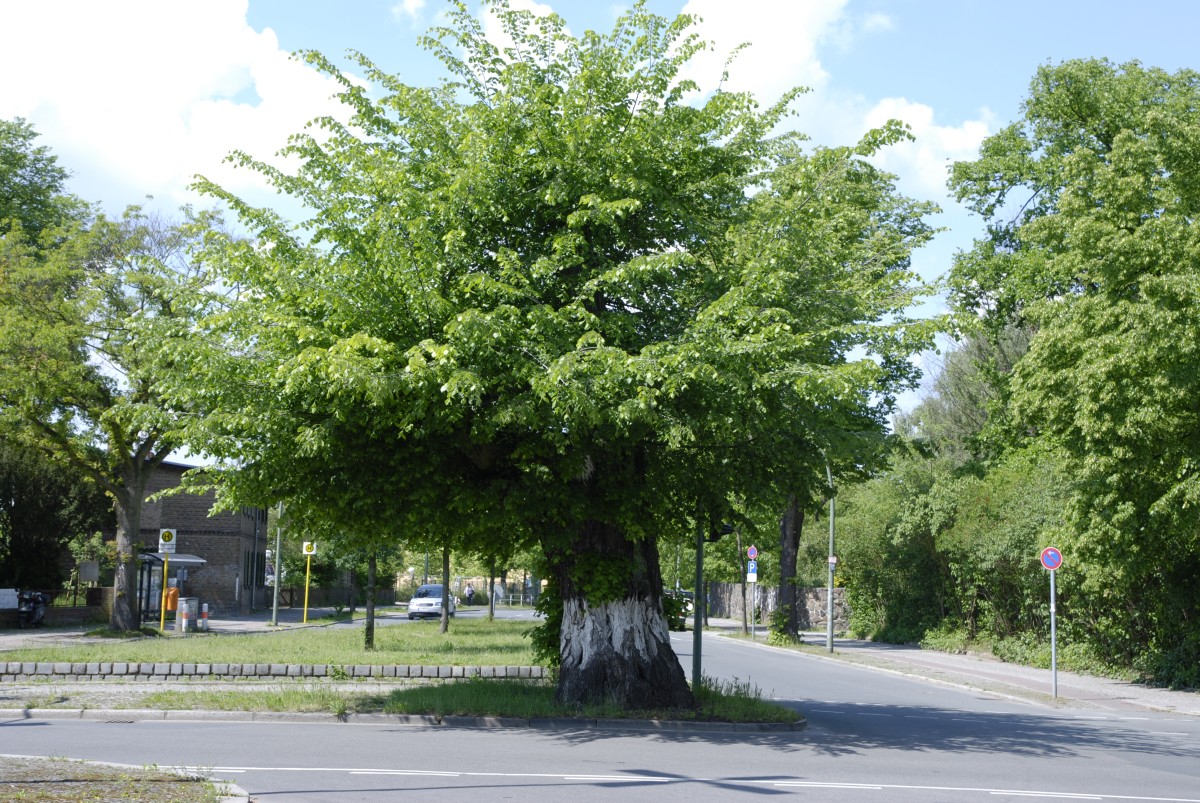 Ulmus laevis - Berlin Dahlem - 2007