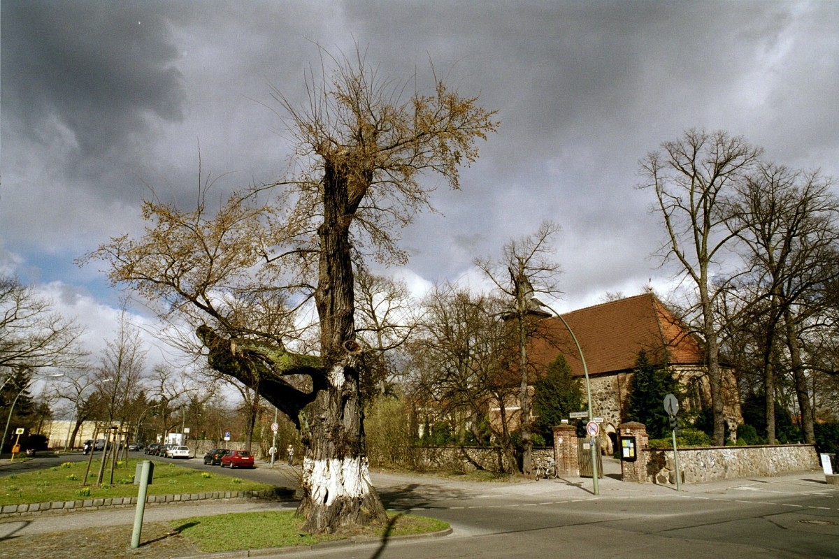 Ulmus laevis - Berlin Dahlem - 2003