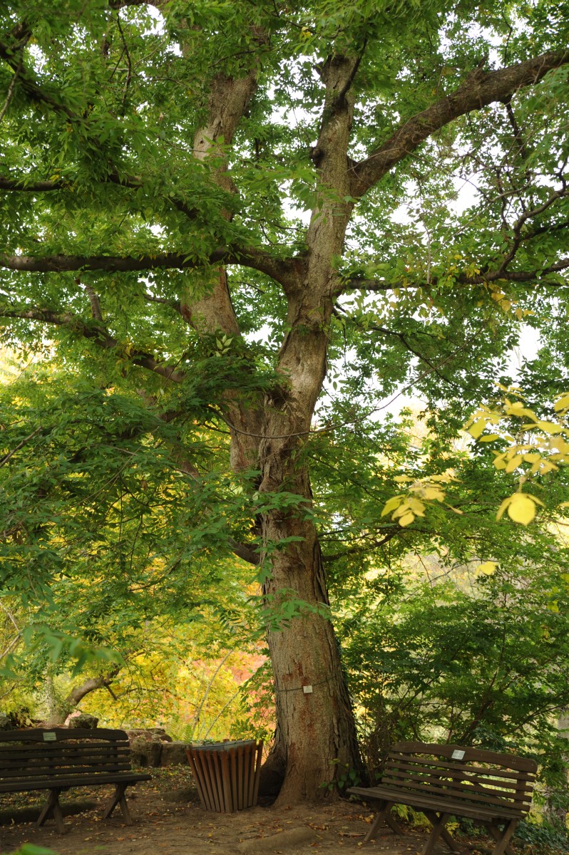 Zelkova serrata - Jena, Botanischer Garten - 2012