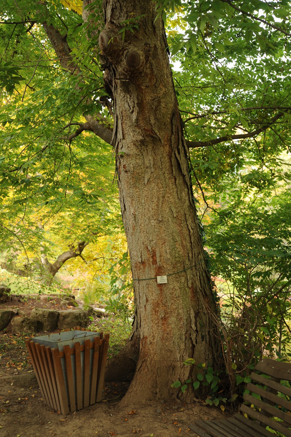 Zelkova serrata - Jena, Botanischer Garten - 2012