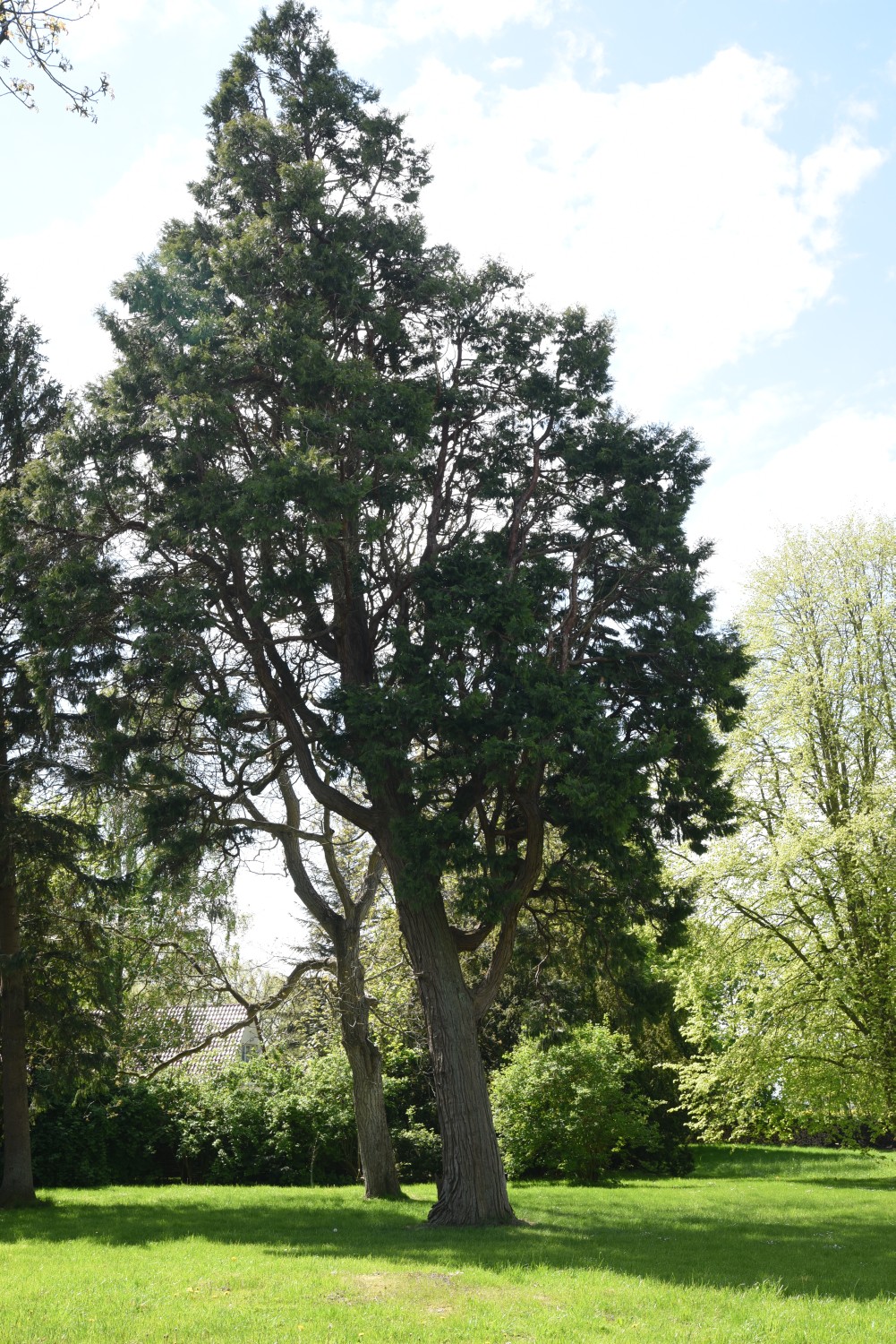 Calocedrus decurrens - Losentitz - 2019