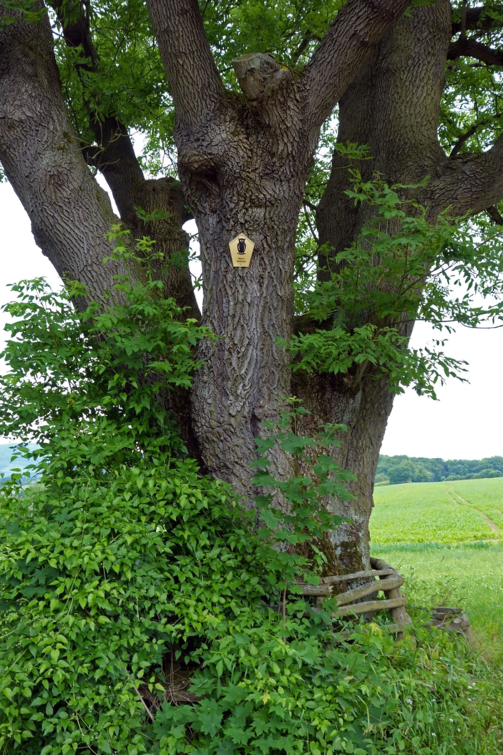 Fraxinus excelsior - Südeichsfeld-Schierschwende - 2013
