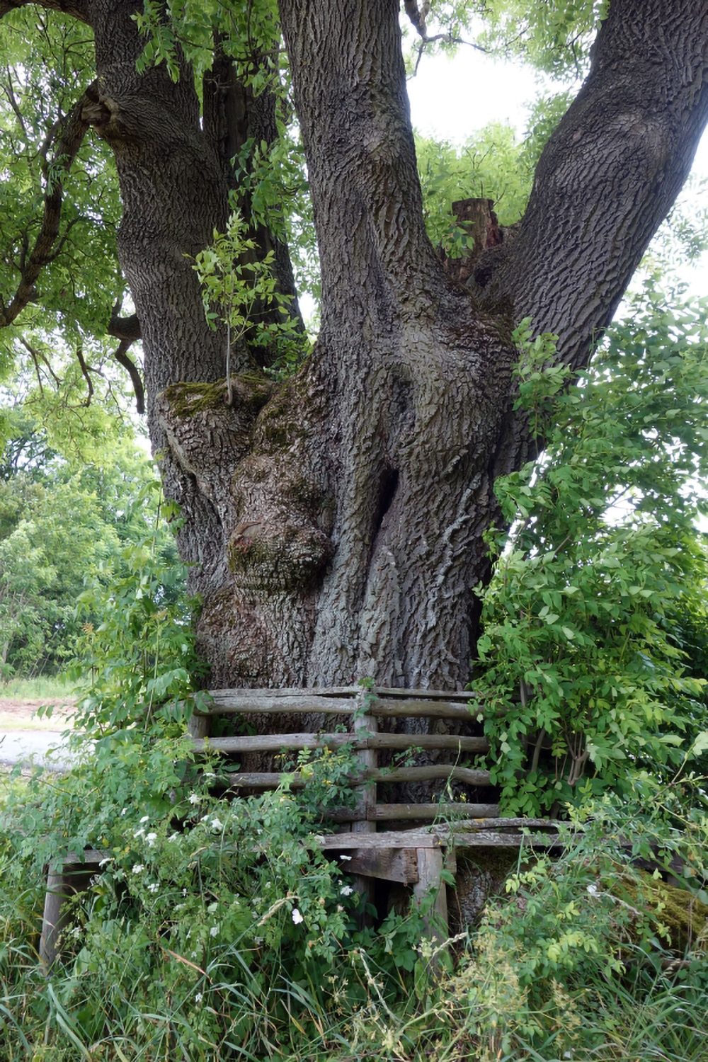 Fraxinus excelsior - Südeichsfeld-Schierschwende - 2013
