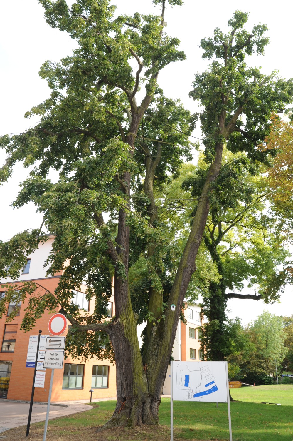 Tilia tomentosa 'Petiolaris' - Lutherstadt Eisleben - August 2013