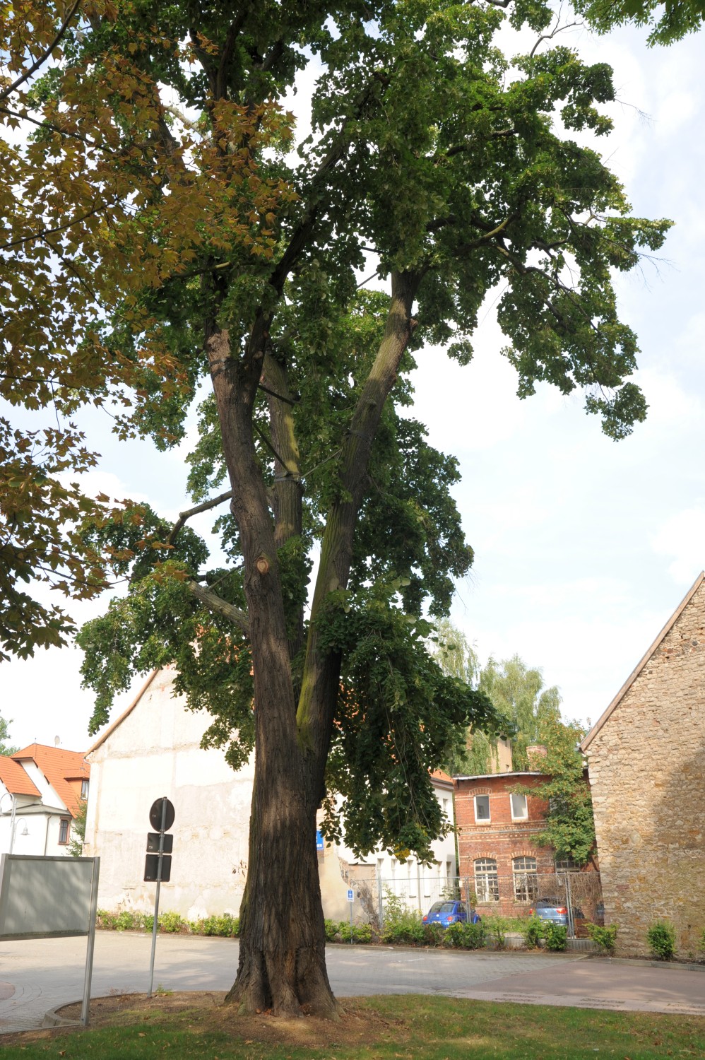 Tilia tomentosa 'Petiolaris' - Lutherstadt Eisleben - August 2013