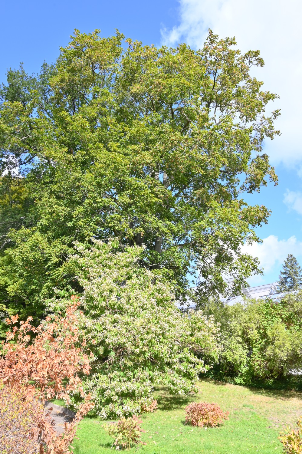 Acer platanoides 'Cucullatum' - Bot. Garten Berlin - September 2024