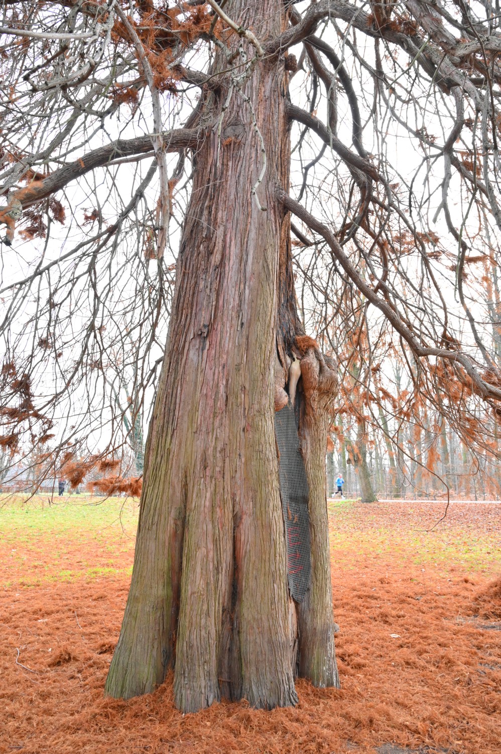 Taxodium distichum - Berlin Charlottenburg - 2021