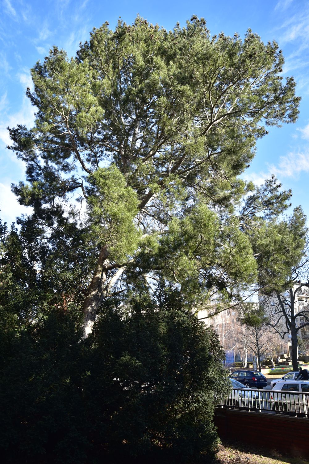 Pinus bungeana - Berlin - 2017