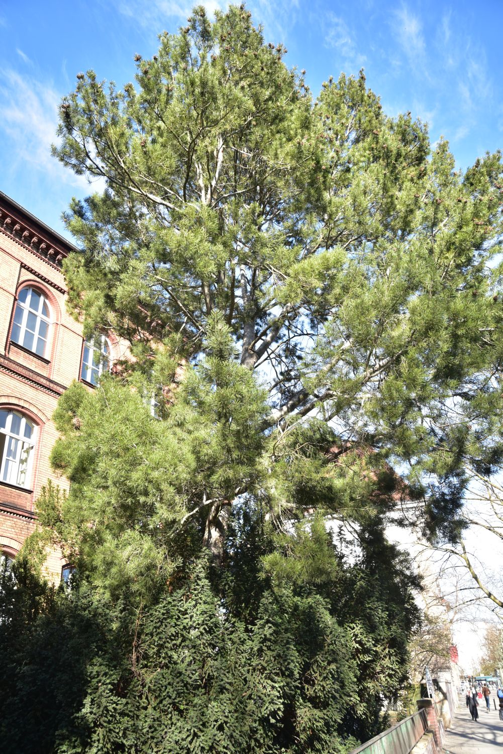 Pinus bungeana - Berlin - 2017