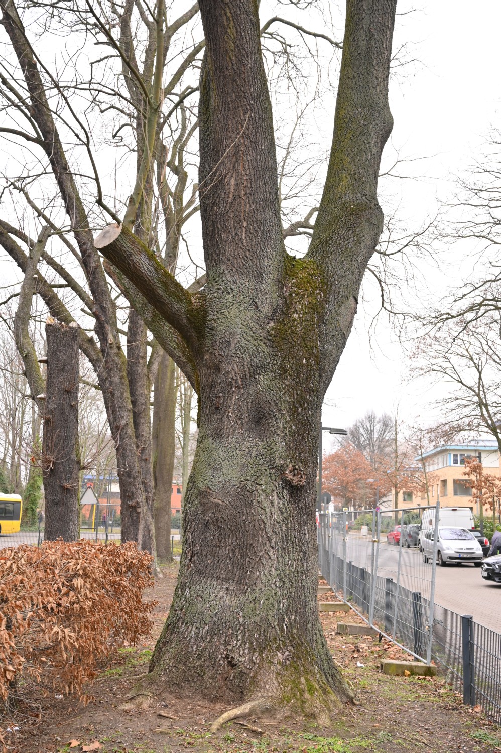 Fraxinus excelsior - Berlin, Alt Stralau Berg - 2021